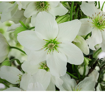 Waldrebe - Clematis 'Avalanche'