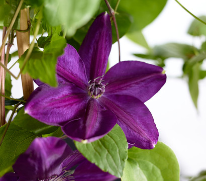 Waldrebe - Clematis, blau, Bogen