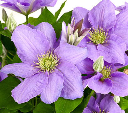 Waldrebe - Clematis, blau, Rankhilfe