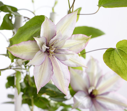 Waldrebe - Clematis, Spalier