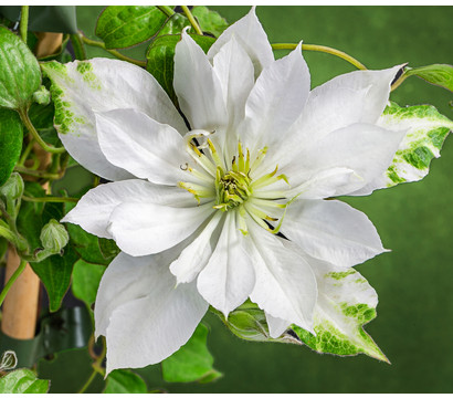 Waldrebe - Clematis 'Dancing Dorien®'