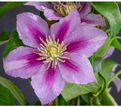 Waldrebe - Clematis