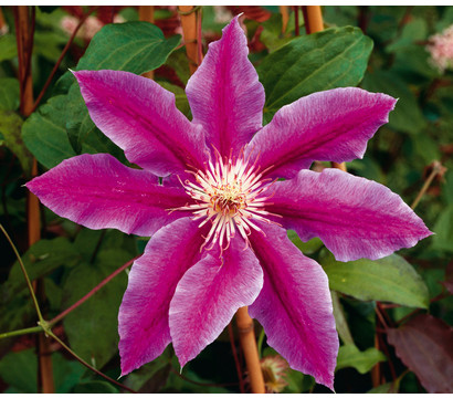 Waldrebe - Clematis 'Dr. Ruppel'