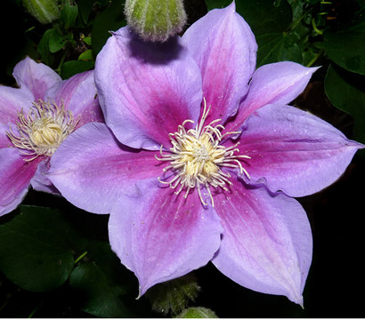 Waldrebe - Clematis 'Etoile de Malicorne'