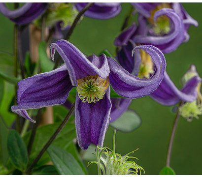 Waldrebe - Clematis 'Fascination'