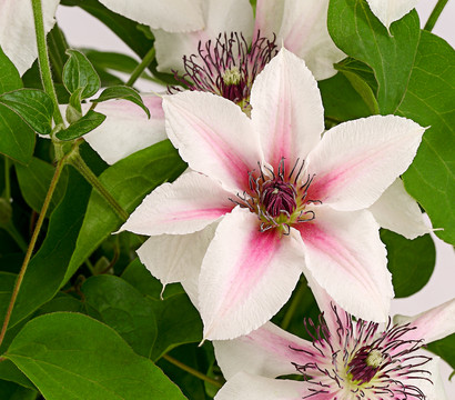 Waldrebe - Clematis, gestreift, Rankhilfe