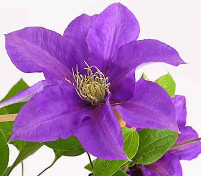 Waldrebe - Clematis, Rankhilfe