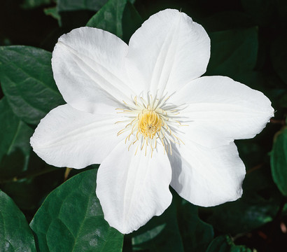 Waldrebe - Clematis 'Madame le Coultre'