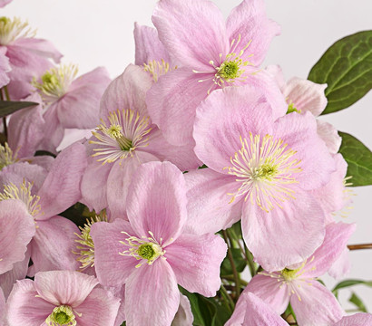 Berg-Waldrebe - Clematis 'Fragrant Spring'