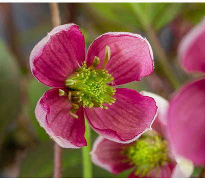 Waldrebe - Clematis 'Van Gogh'