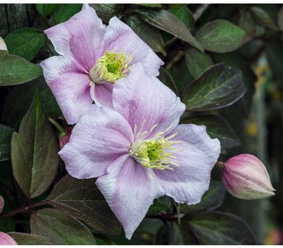 Berg-Waldrebe - Clematis 'Rubens'