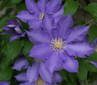 Waldrebe - Clematis 'Jackmannii/The President'