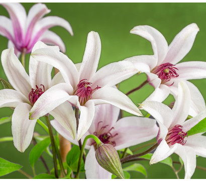 Waldrebe - Clematis 'Princess Kate'