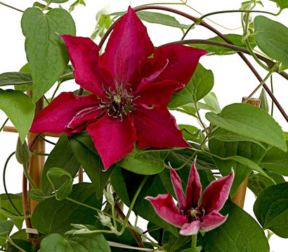 Waldrebe - Clematis, rot, Rankhilfe