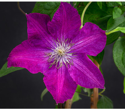 Waldrebe - Clematis 'Rouge Cardinal'