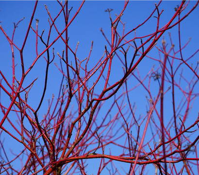 Rotholziger Hartriegel 'Sibirica'