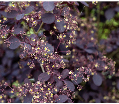 Perückenstrauch 'Royal Purple'