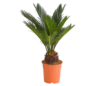 Sagopalmfarn - Cycas revoluta