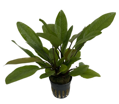 Dehner Aqua Amazonas Schwertpflanze reni - Echinodorus reni