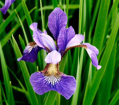 Dehner Aqua Blaue Sumpf-Iris