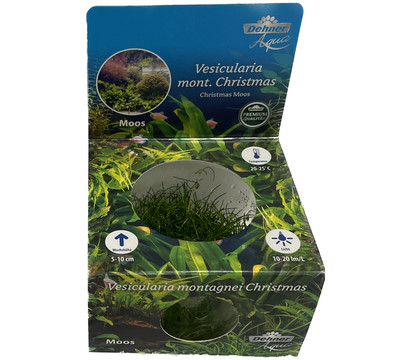 Dehner Aqua Premium Christmas-Moos - Vesicularia montagnei