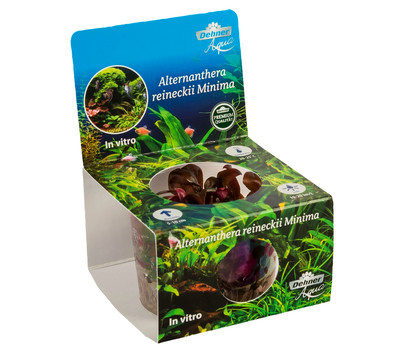 Dehner Aqua Premium Mini-Papageienblatt In vitro - Alternanthera reineckii Mini