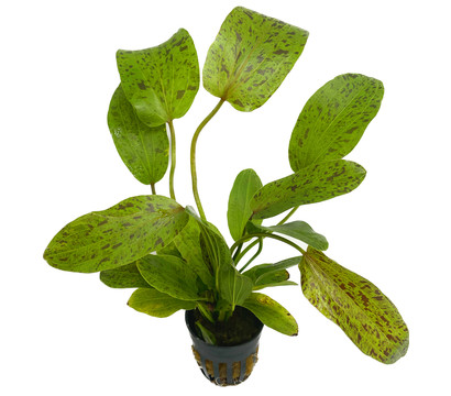 Dehner Aqua Premium Ozelot-Schwertpflanze - Echinodorus Ozelot Green