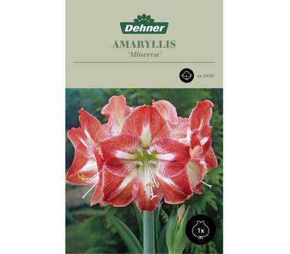 Dehner Blumenzwiebel Amaryllis 'Minerva', 1 Stk.