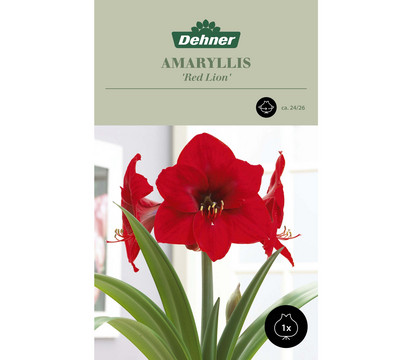 Dehner Blumenzwiebel Amaryllis 'Red Lion', 1 Stk.