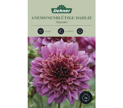 Dehner Blumenzwiebel Anemonenblütige Dahlie 'Mambo', 1 Stk.