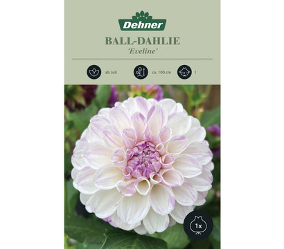 Dehner Blumenzwiebel Ball-Dahlie 'Eveline', 1 Stk.