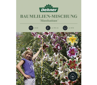 Dehner Blumenzwiebel Baumlilien-Mischung 'Manhattan', 6 Stk.