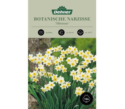 Dehner Blumenzwiebel Botanische Narzisse 'Minnow', 10 Stk.