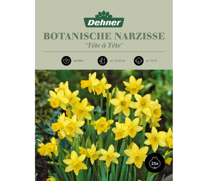 Dehner Blumenzwiebel Botanische Narzisse 'Tête à Tête', 25 Stk.