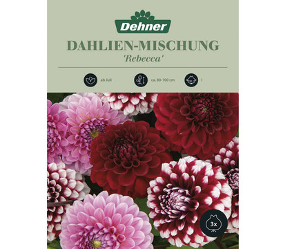 Dehner Blumenzwiebel Dahlien- Mischung 'Rebecca', 3 Stk.