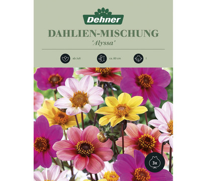 Dehner Blumenzwiebel Dahlien-Mischung 'Alyssa', 3 Stk.