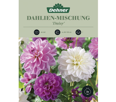 Dehner Blumenzwiebel Dahlien-Mischung 'Daisy', 3 Stk.