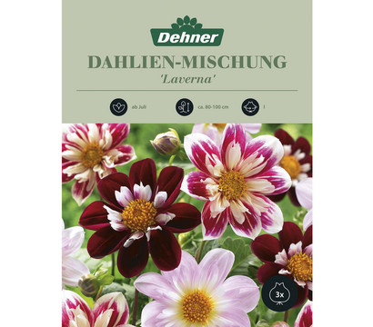 Dehner Blumenzwiebel Dahlien-Mischung 'Laverna', 3 Stk.