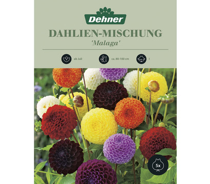Dehner Blumenzwiebel Dahlien-Mischung 'Malaga', 5 Stk.