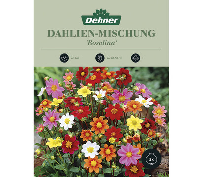 Dehner Blumenzwiebel Dahlien-Mischung 'Rosalina', 3 Stk.