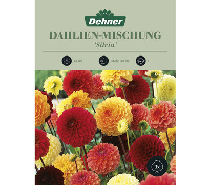 Dehner Blumenzwiebel Dahlien-Mischung 'Silvia', 3 Stk.