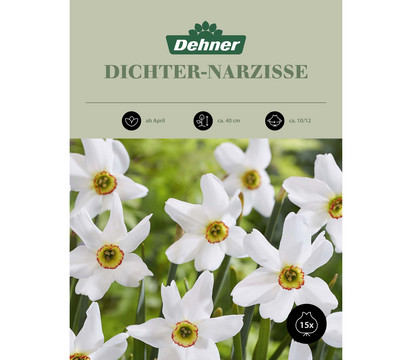 Dehner Blumenzwiebel Dichter-Narzisse, 15 Stk.