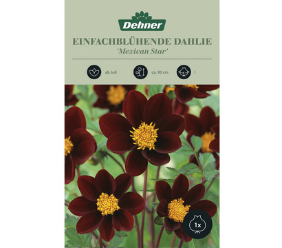 Dehner Blumenzwiebel Einfachblühende Dahlie 'Mexican Star', 1 Stk.