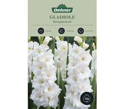 Dehner Blumenzwiebel Gladiole 'Bangladesh', 10 Stk.