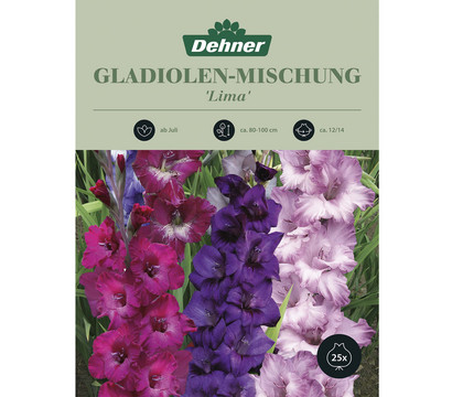 Dehner Blumenzwiebel Gladiolen-Mischung 'Lima', 25 Stk.