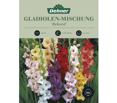 Dehner Blumenzwiebel Gladiolen-Mischung 'Rekord', 30 Stk.