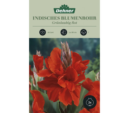 Dehner Blumenzwiebel Indisches Blumenrohr 'Grünlaubig Rot', 2 Stk.
