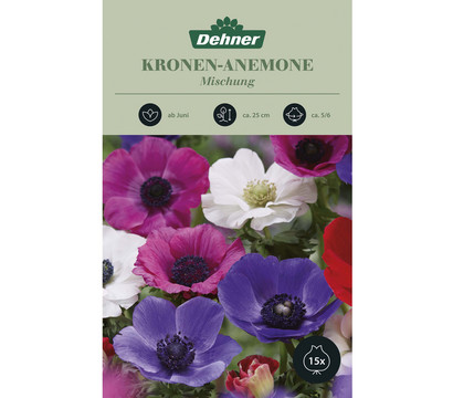 Dehner Blumenzwiebel Kronen-Anemone Mischung, 15 Stk.