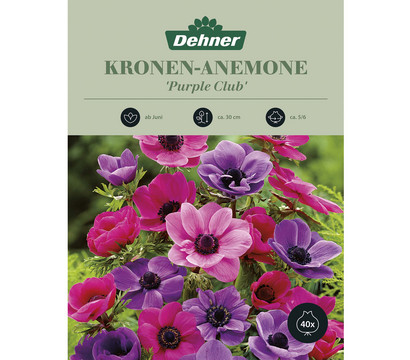 Dehner Blumenzwiebel Kronen-Anemone 'Purple Club', 40 Stk.