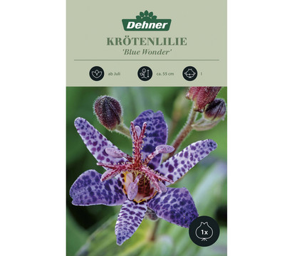 Dehner Blumenzwiebel Krötenlilie 'Blue Wonder', 1 Stk.